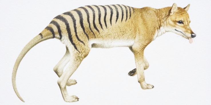 Tasmanian tiger